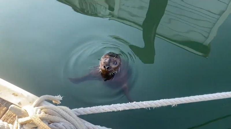 Cute little harbor seal got curious and said hello!